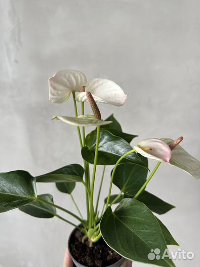 Антуриум карма хот липс