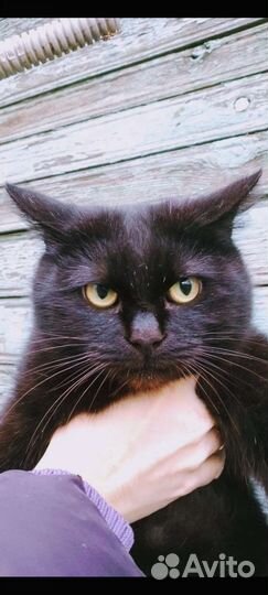 Ласковая киса Куцехвостик-мышеловка/стерильная