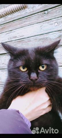 Ласковая киса Куцехвостик-мышеловка/стерильная