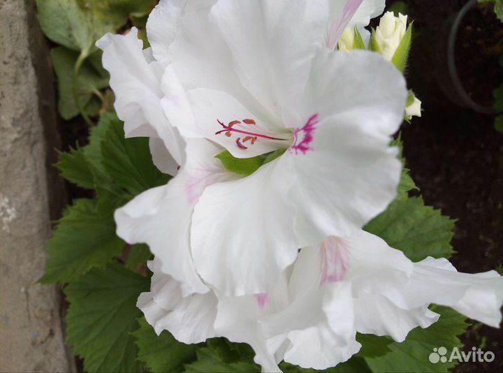 Герань королевская