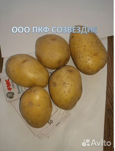 Картофель гала продовольственный 5+ объявление продам
