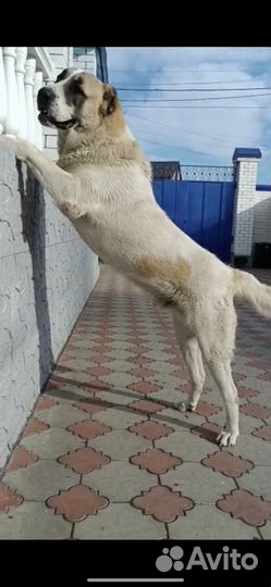 Вязка Алабая(Среднеазиатская овчарка)