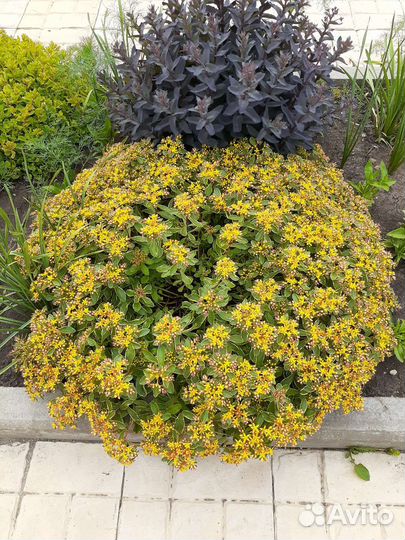 Очиток, вейгела, лён, гортензия, бадан