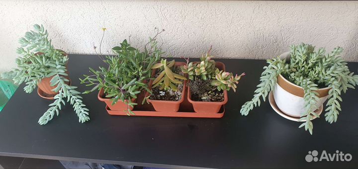 Фикус, Суккуленты, спатифиллум