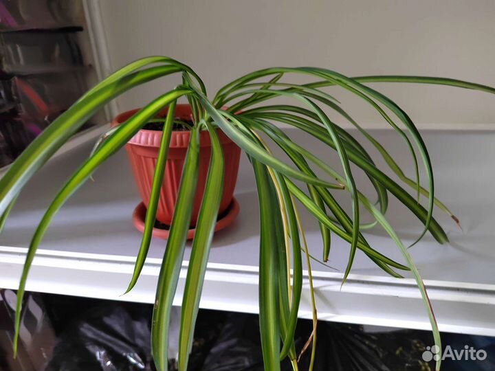 Хлорофитум