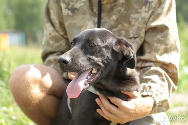 Щенок в добрые руки