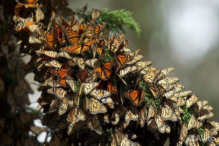 Свадебный Салют из Тропических Бабочек с/б-51
