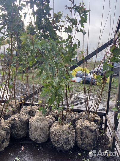 Клен гиннала