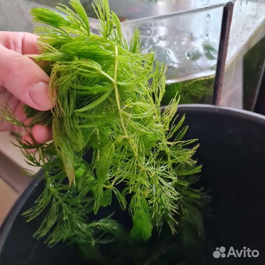 Водоросли для аквариума
