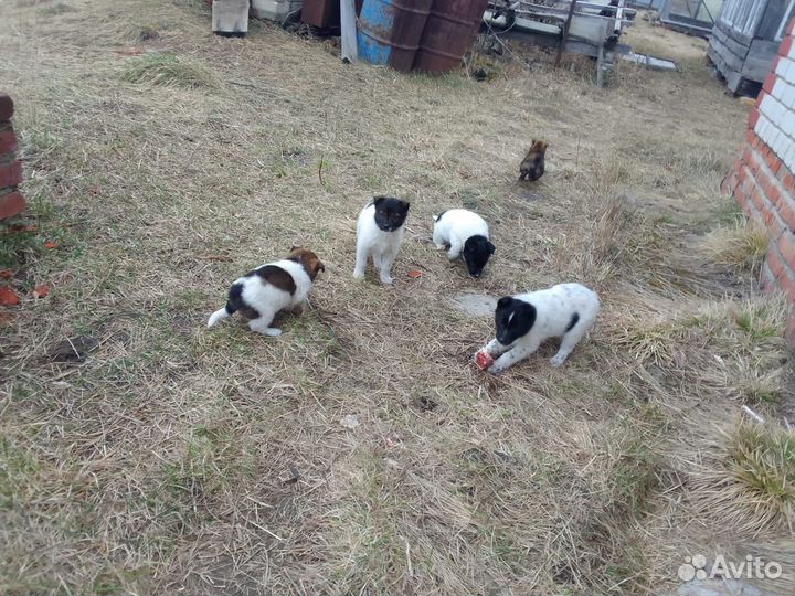 Щенки лайки и шарпея