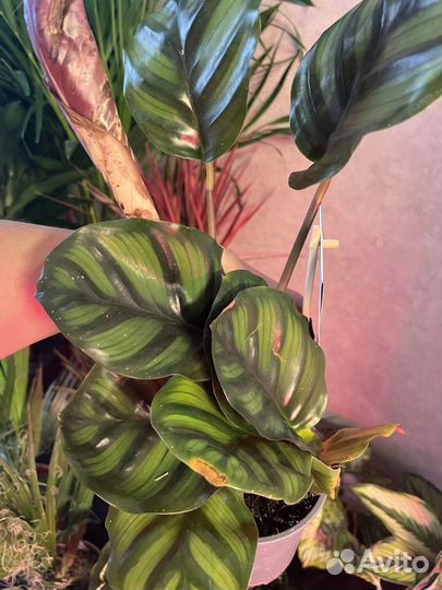 Калатея Медальон, Керховиана, триколор 12\35 см