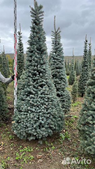 Хвойные растения Ель Туя Сосна