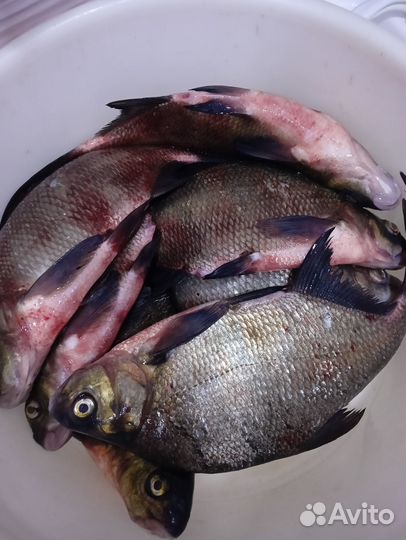 Свежая рыба
