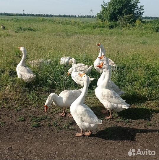 Гуси породы линда