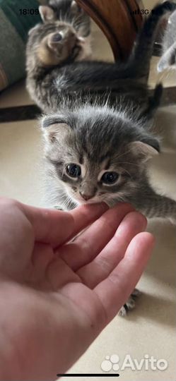 Котята вислоушки в добрые руки