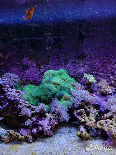 Аквариум и все для аквариума