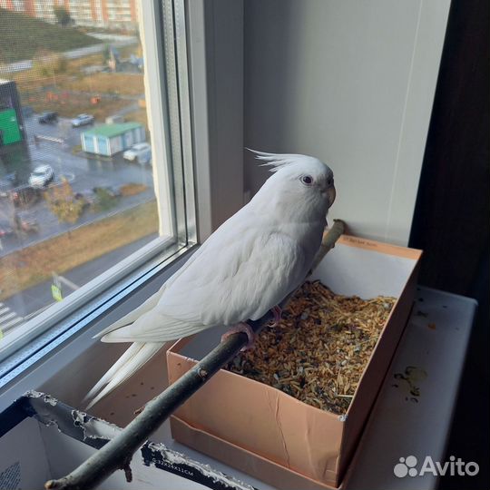 Попугаи корелла с клеткой