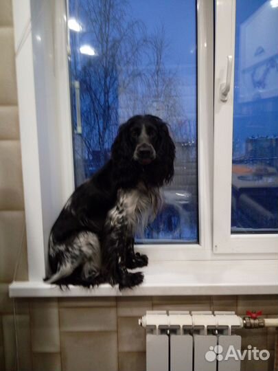 Русский спаниель