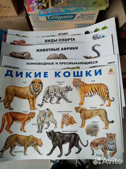 Обучающие плакаты и растомеры