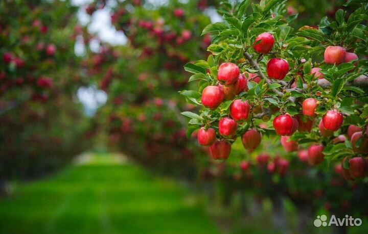 Вахта сбор урожая сады Краснодара