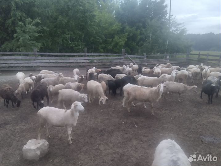 Овцы бараны