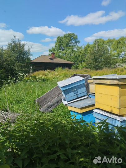 Пчелы пасека