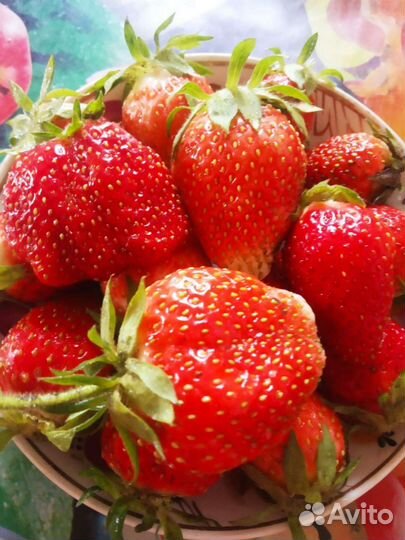 Клубника рассада