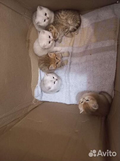 Британские котята