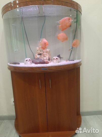 Аквариум