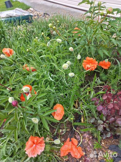 Декоративные маки