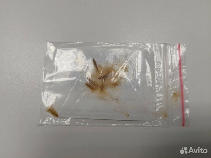 Олеандр семена