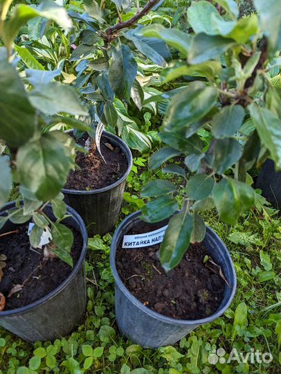 Яблоня колоновидная Камиха,Есения,Поэзия,Восторг