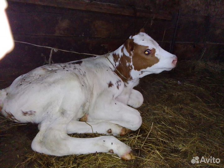 Телята бычки