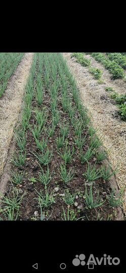 Лук шалот семейный