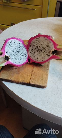 Замиакулькас, Патахайя