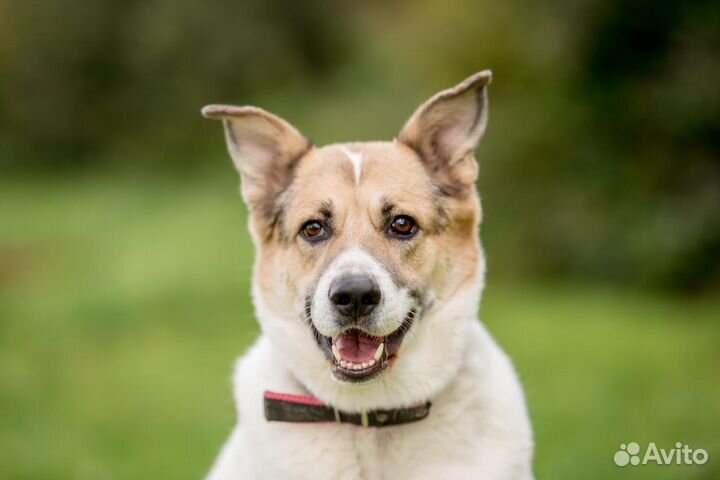 Собака в добрые руки