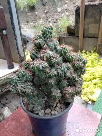 Флорариум суккуленты