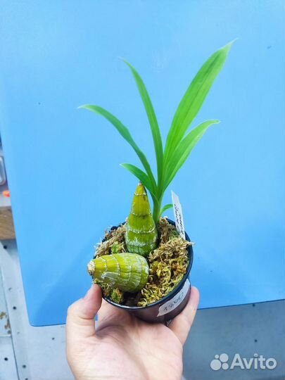 Орхидея. Морковка. Cl. Grace Dunn 'Chadds Ford'