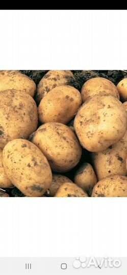 Продам картофель сорт Гала без химии