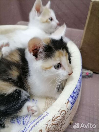Котята в самые надежные и ответственные руки