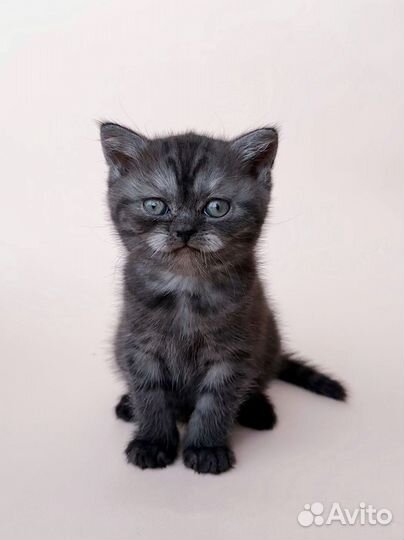 Британская