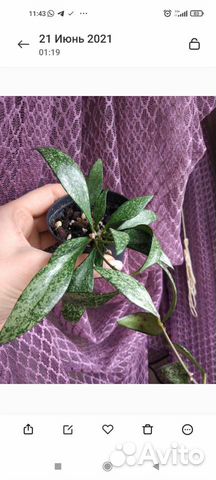 Хойя разных сортов