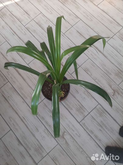 Фикус лирата и кинки,педилантус, аглаонема