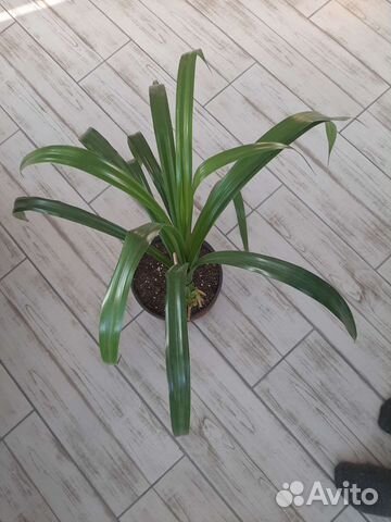 Фикус лирата и кинки,педилантус, аглаонема