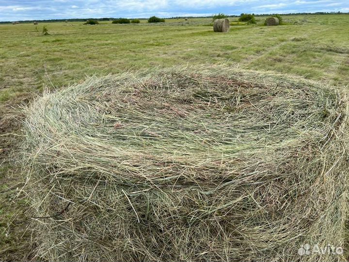 Продам сено в рулонах
