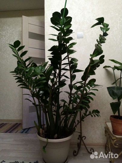 Замиакулькас долларовое дерево