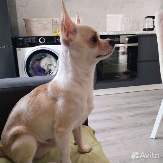 Приглашаем на вязку девочек