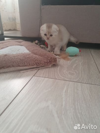 Шотландский вислоухий котенок шиншилла