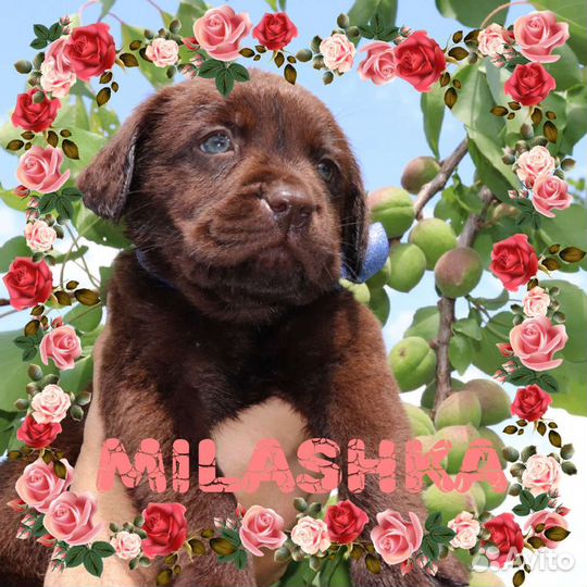 Лабрадор щенки мальчики и девочки