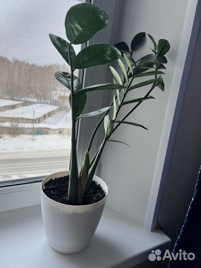 Замиокулькас